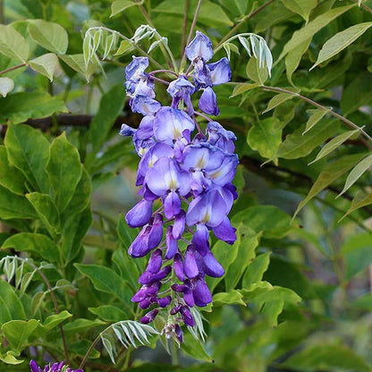 Wisteria Prolifics blue flowers bloom beautifully, hanging amidst green leaves, showcasing this climber plants charm.