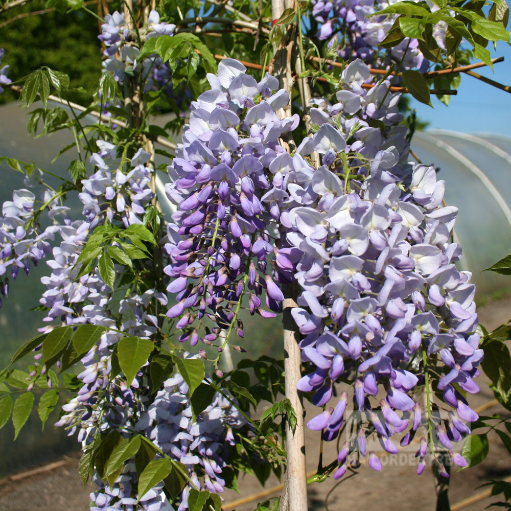 Clusters of blue and white blooms from the Wisteria Prolific - Blue Wisteria Plant hang gracefully from the vine, surrounded by lush green leaves against a softly blurred backdrop.