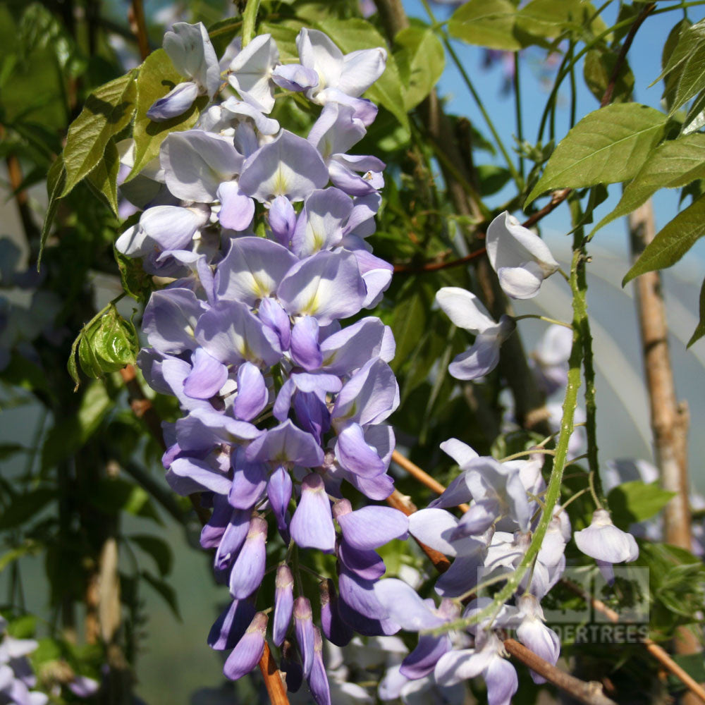 A cluster of blooms from the Wisteria Prolific - Blue Wisteria Plant, featuring enchanting blueish-purple and white flowers, gracefully hangs from the vine amid lush green leaves.