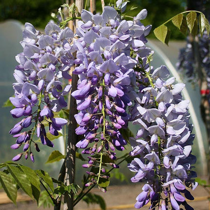 Clusters of Wisteria Prolific - Blue Wisteria Plant flowers hang from a climber, dappled in sunlight.