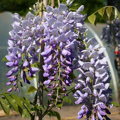 Wisteria Prolific - Blue Wisteria Plant