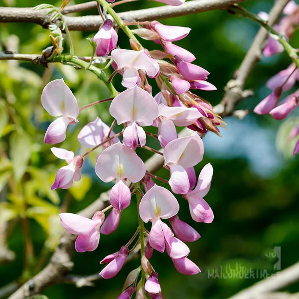 The Wisteria Rosea - Pink Wisteria Tree showcases fragrant pink and white blossoms cascading elegantly from its branches, creating a striking contrast with lush green foliage. This fast-growing climber converts any garden into a breathtaking oasis.