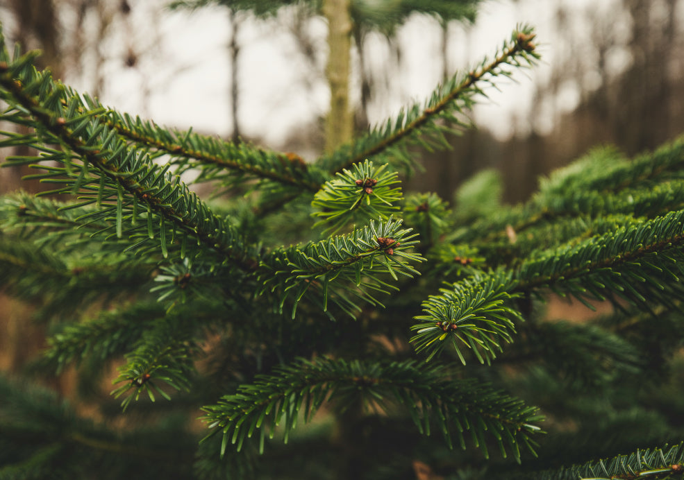 Close-up of green pine tree branches with needle-like leaves, with a blurred forest background.