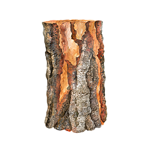 Attractive bark trees for landscaping and adding natural textures to your garden