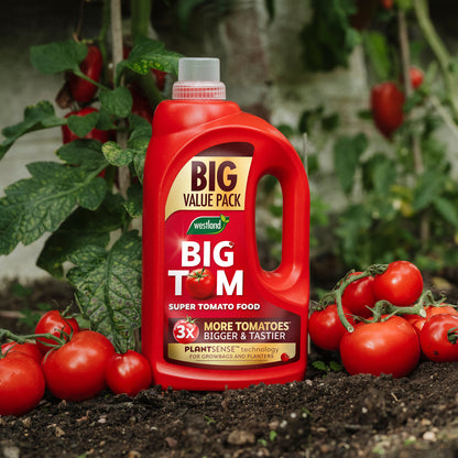 A bottle of Westland Big Tom Super Tomato Food 2L, enriched with seaweed, sits on soil among tomato plants and ripe tomatoes.