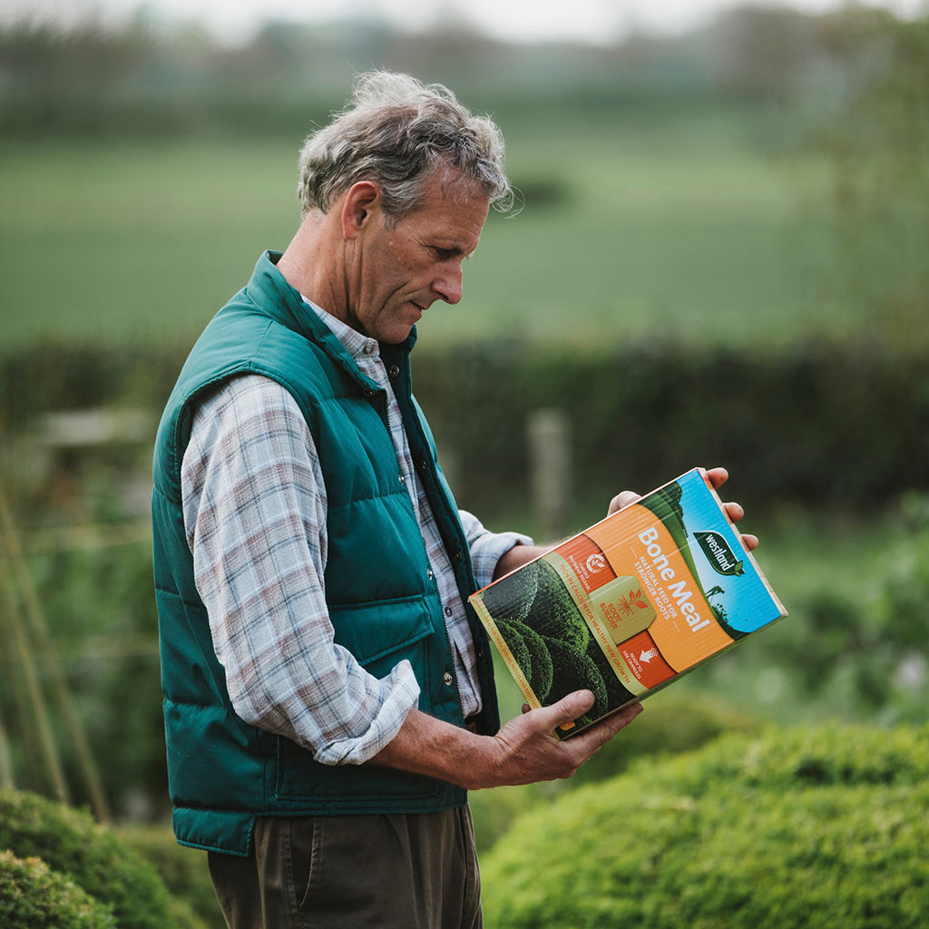 A man in a green vest stands in a garden, holding a box of Westland Bonemeal 1.5Kg, an essential soil nutrient release for promoting root growth.