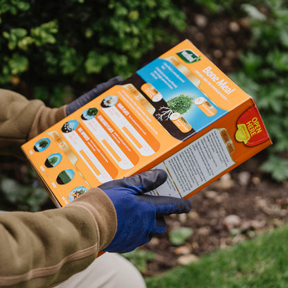 In the garden, a person wearing blue gloves holds a box of Westland Bonemeal 1.5Kg, surrounded by lush plants and rich soil. The scene underscores the potential for enhanced root growth through efficient soil nutrient release.