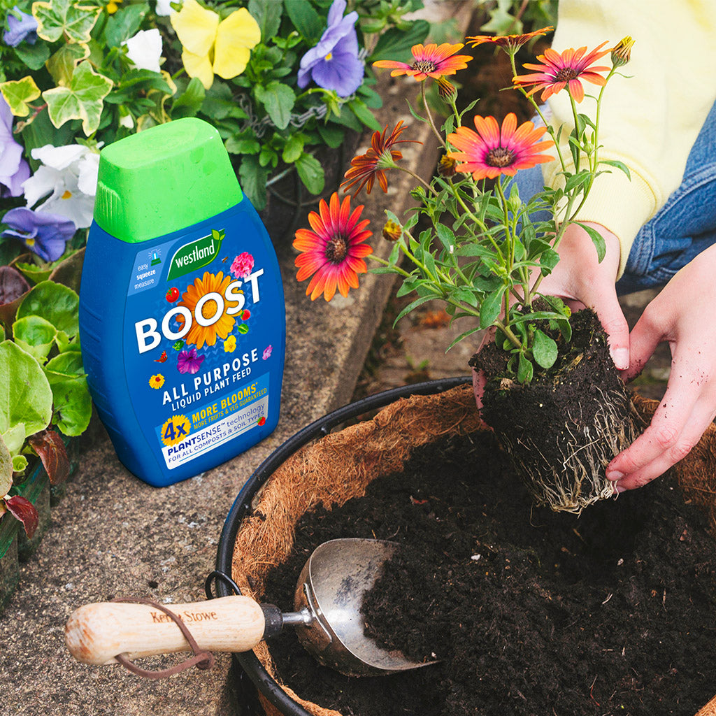 A person plants an orange flower in a pot filled with soil while a bottle of Westland Boost All Purpose Liquid Plant Food 1L sits nearby. Enhanced by PlantSense Technology and seaweed for healthy growth, the surroundings are lush with several vibrant plants in the background.