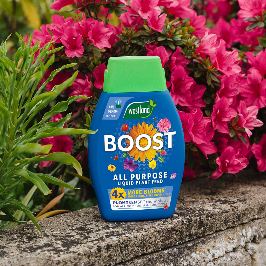 A bottle of Westland Boost All Purpose Liquid Plant Food 1L, enhanced with PlantSense Technology for optimal nourishment, rests on a stone ledge with vibrant pink flowers blooming in the background.