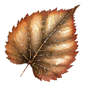 Brown Foliage