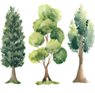 Bushy tree growth habit ideal for creating lush and dense foliage