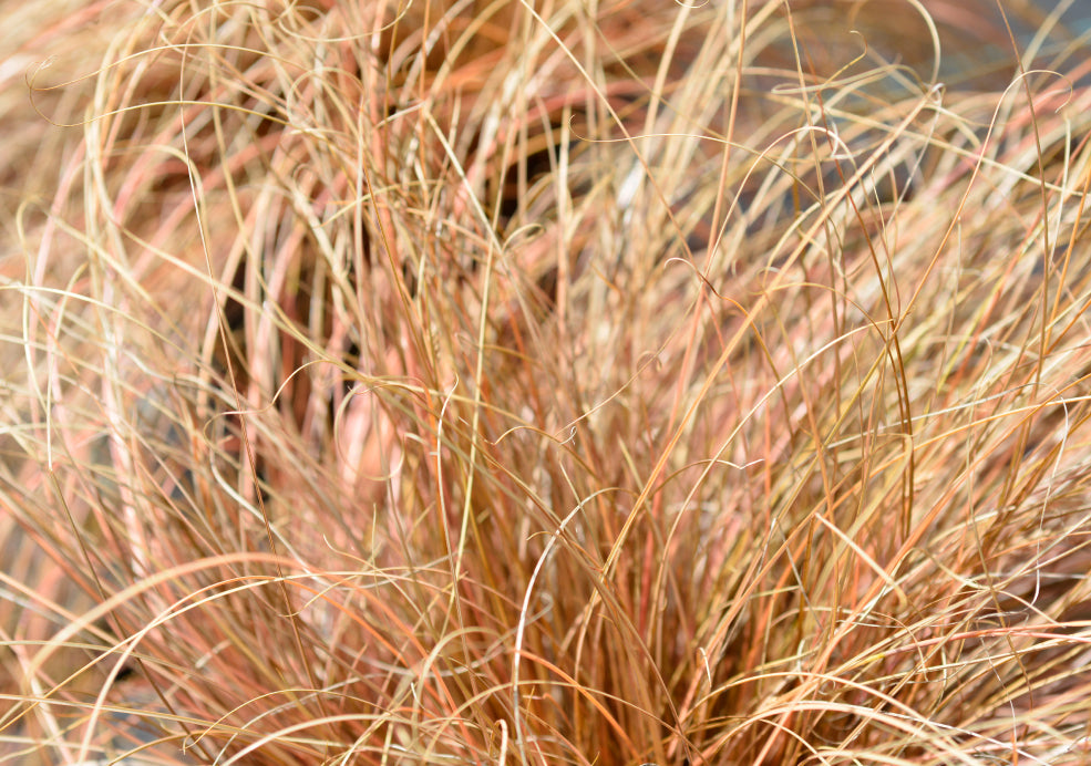 Carex: A Versatile Grass with Textural Appeal.