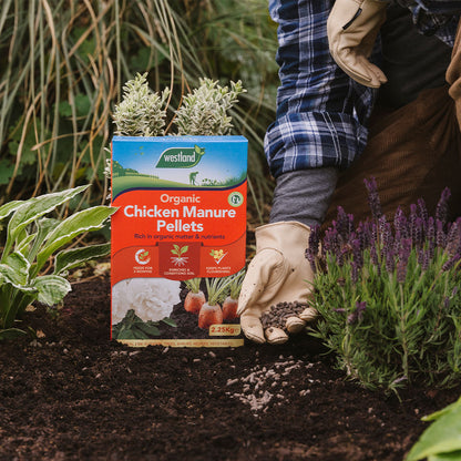 In a lush garden, the gardener holds a box of Westland Chicken Manure Pellets 2.25Kg, ready to bring life to the surrounding plants through natural soil enrichment.