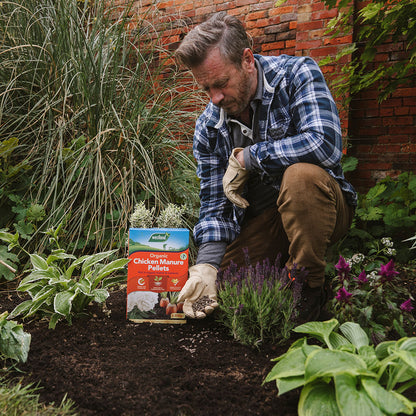 A man kneels in a garden, wearing gloves as he enriches the soil with Westland Chicken Manure Pellets 2.25Kg. A box of this non-chemical fertilizer sits nearby, while a brick wall and lush plants provide the perfect backdrop.