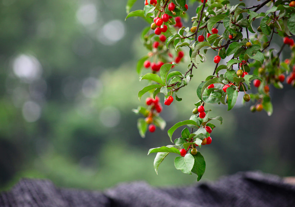 A Friend to Wildlife and a Fragrant Surprise.