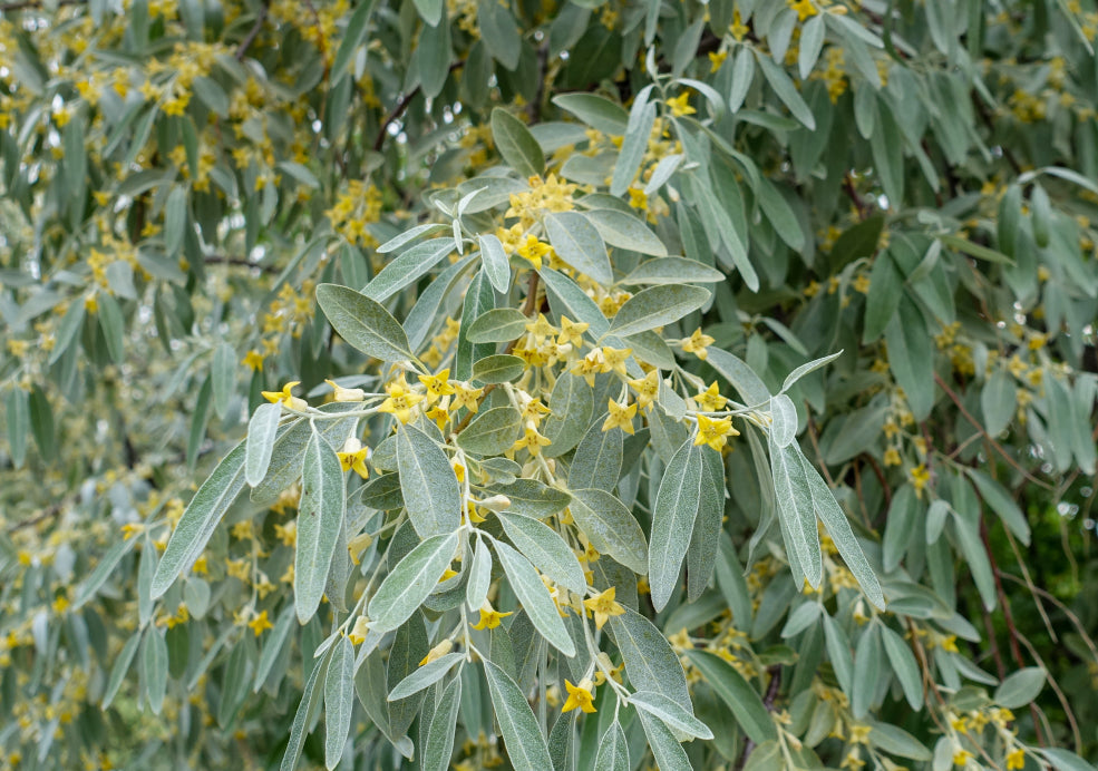 Elaeagnus: A Hardy Beauty with Year-Round Appeal.