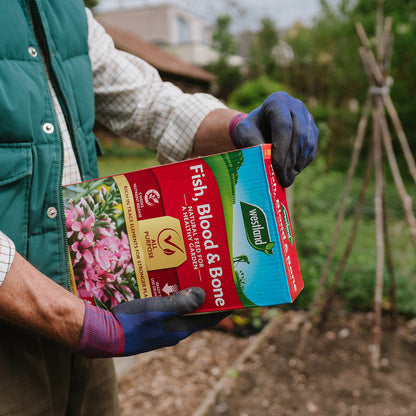 Amidst a lush garden, a person gently holds a box of Westland Fish, Blood & Bone 1.5Kg fertiliser, abundant in phosphorus to support vibrant plant growth.