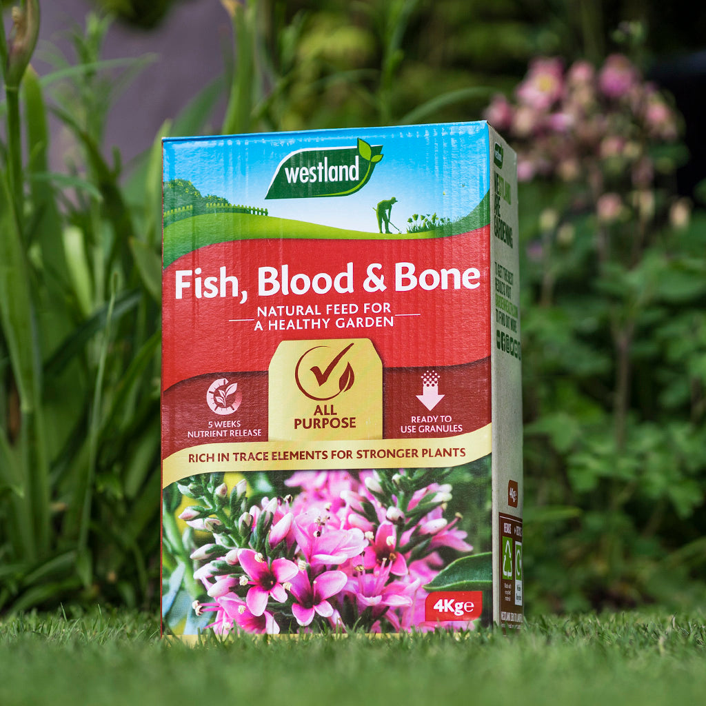 A box of Westland Fish, Blood & Bone 4Kg natural plant feed is placed outdoors on the grass, boosting soil fertility. In the background, greenery and pink flowers flourish, benefiting from enhanced root growth.