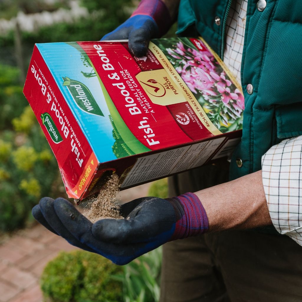 A person wearing gloves carefully pours garden fertilizer from a Westland Fish, Blood & Bone 4Kg box onto their hand, enhancing soil fertility for optimal root growth.