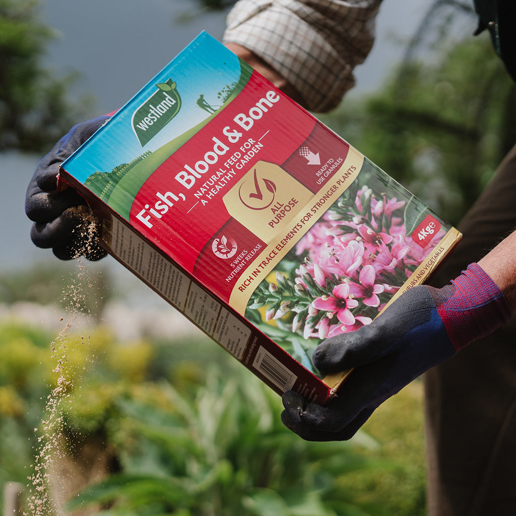 An individual applies Westland Fish, Blood & Bone 4Kg from a box designed for all-purpose use onto the garden, enhancing soil fertility to promote robust root development.