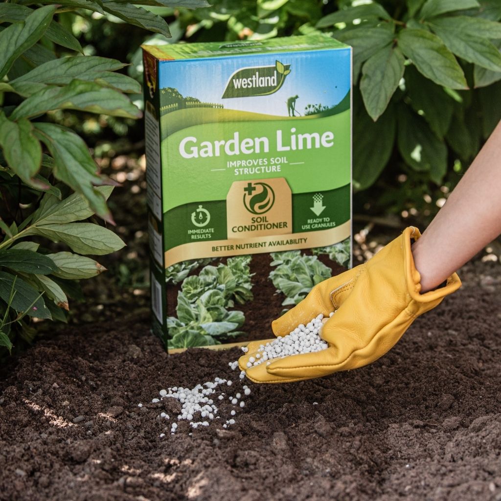 A gloved hand sprinkles garden lime granules onto the soil, effectively reducing its acidity. Nearby, a box marked "Westland Garden Lime 4Kg" serves as evidence of its reliability as a soil conditioner.