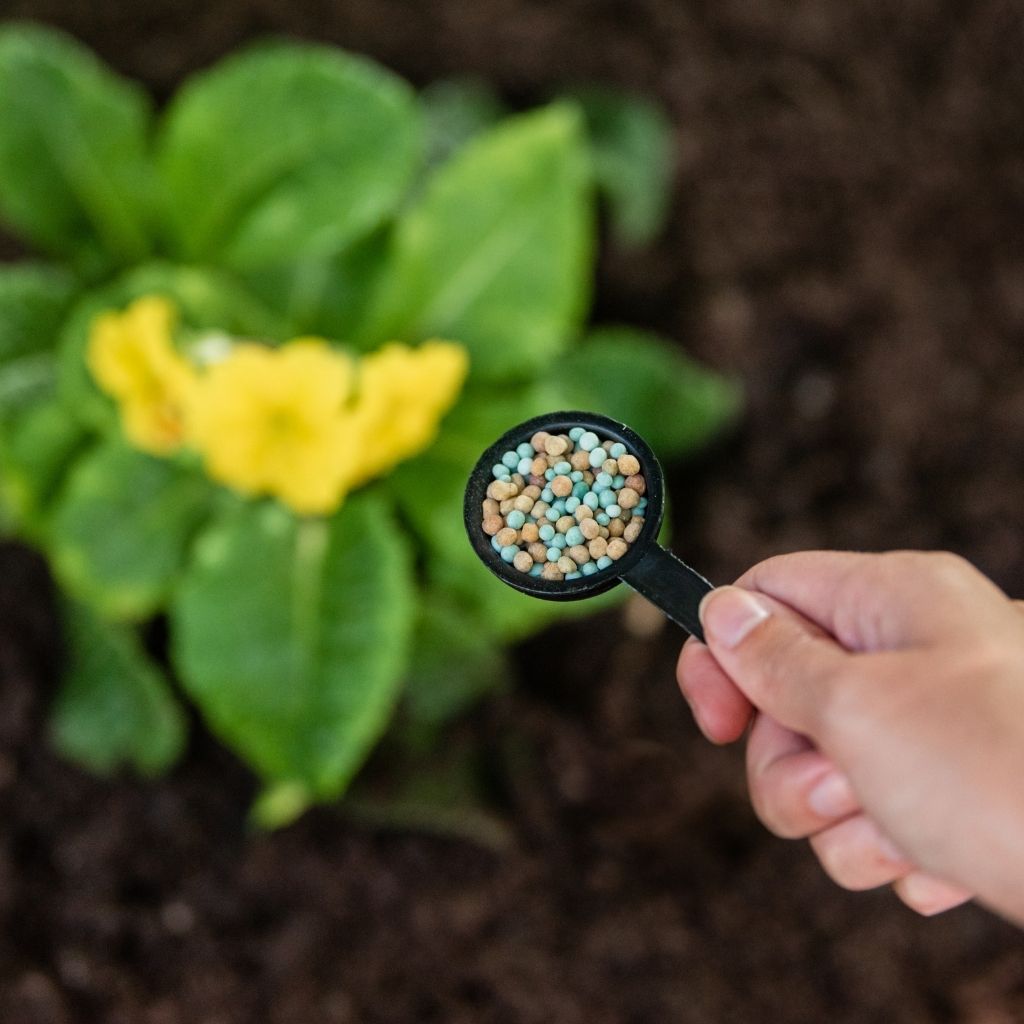 A close-up of a hand holding a scoop of Gro-Sure All Purpose Plant Food 1.1kg above a yellow-flowering plant in soil, providing slow-release nutrients.