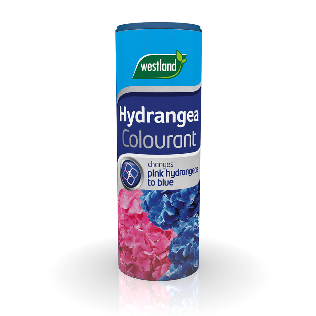 A 500g container of Westland Hydrangea Colourant, designed to acidify soil and change pink hydrangeas into a stunning blue.