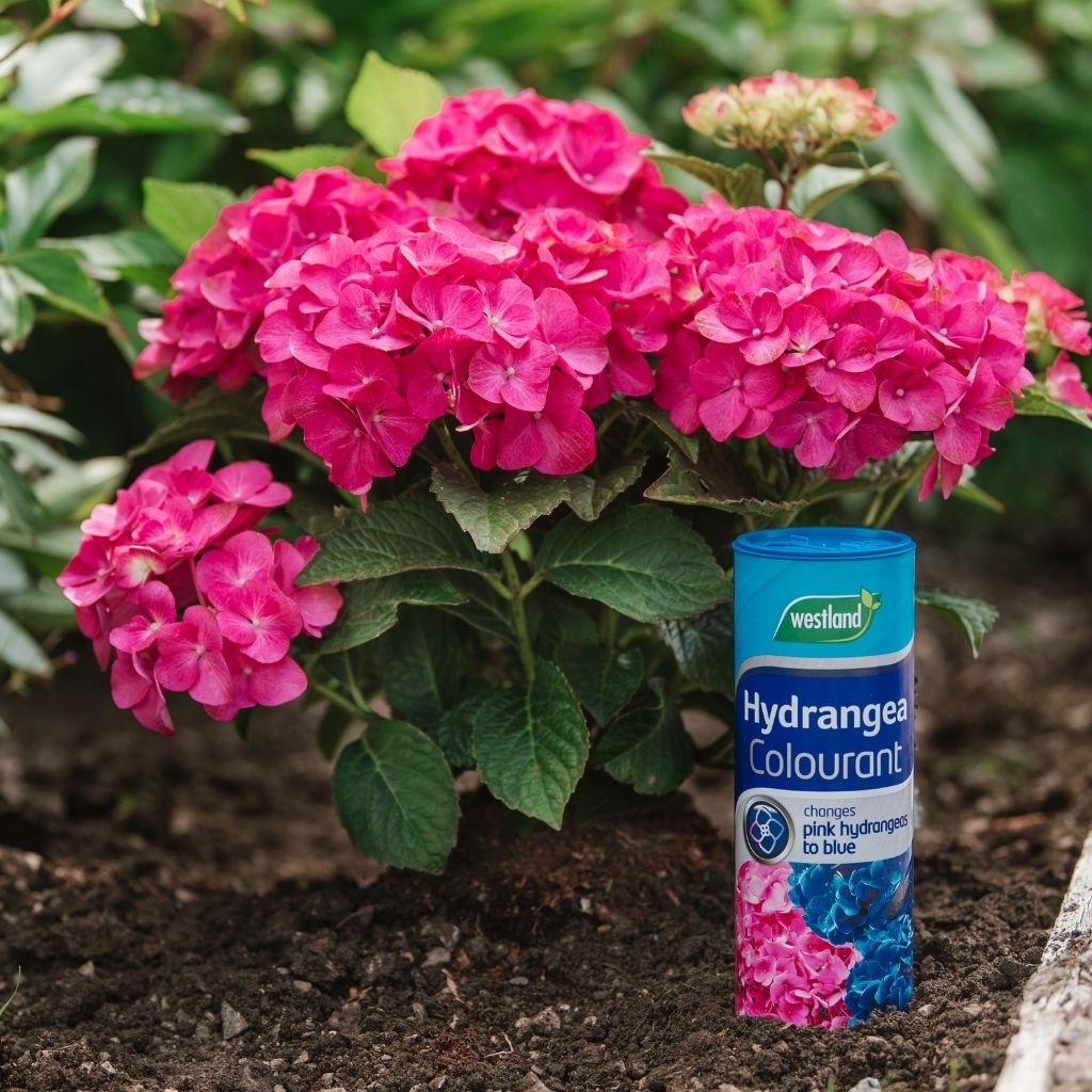 The Westland Hydrangea Colourant 500g is positioned in front of a blooming pink hydrangea bush, poised to transform the pink flowers to blue by subtly acidifying the soil in the picturesque garden setting.