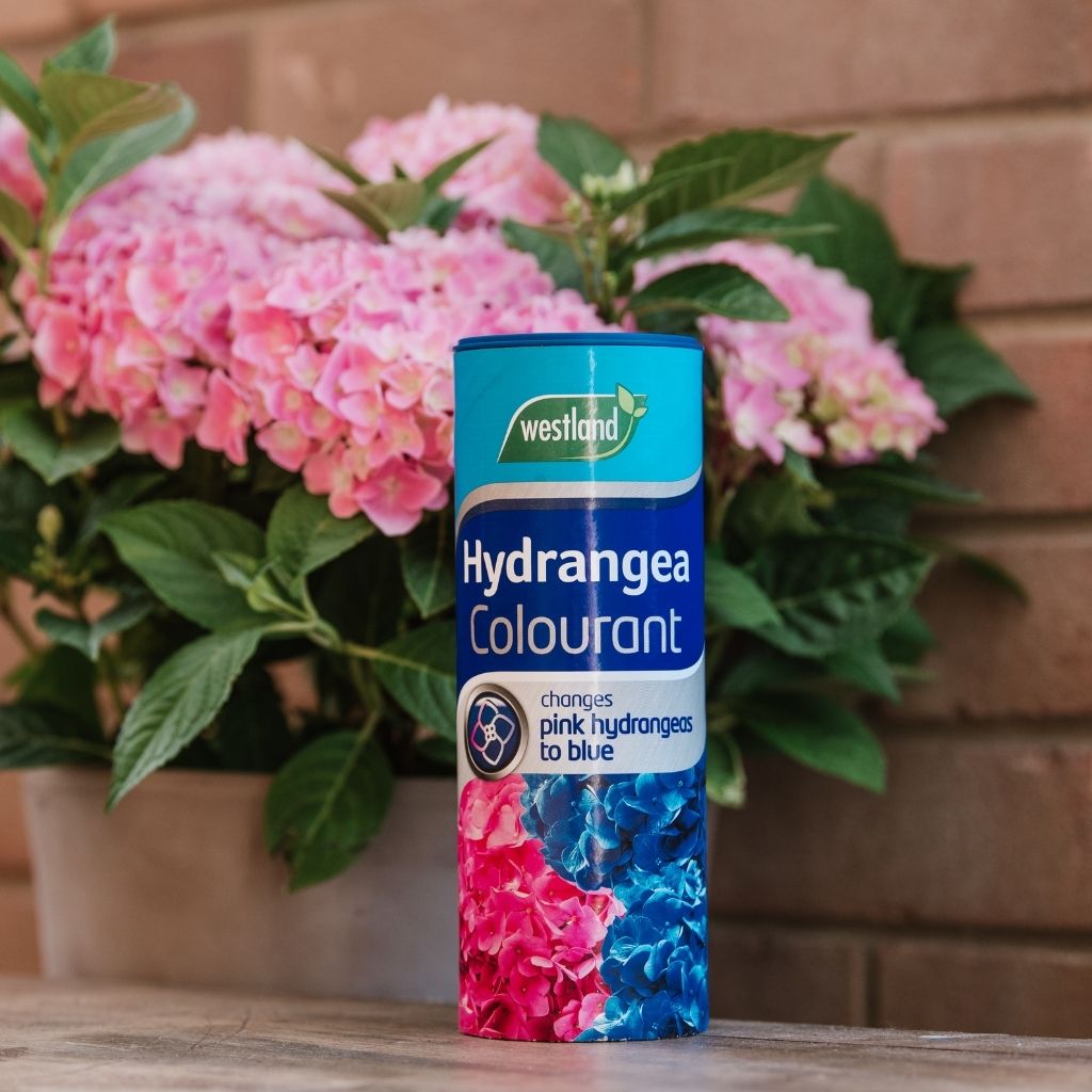 A container of Westland Hydrangea Colourant 500g is prominently displayed with pink hydrangeas set against a brick wall backdrop, offering the promise of transforming and acidifying soil to change pink flowers into blue.