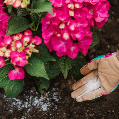 A gloved hand is spreading Westland Hydrangea Colourant 500g, designed to acidify soil, onto the earth near blooming pink hydrangeas.