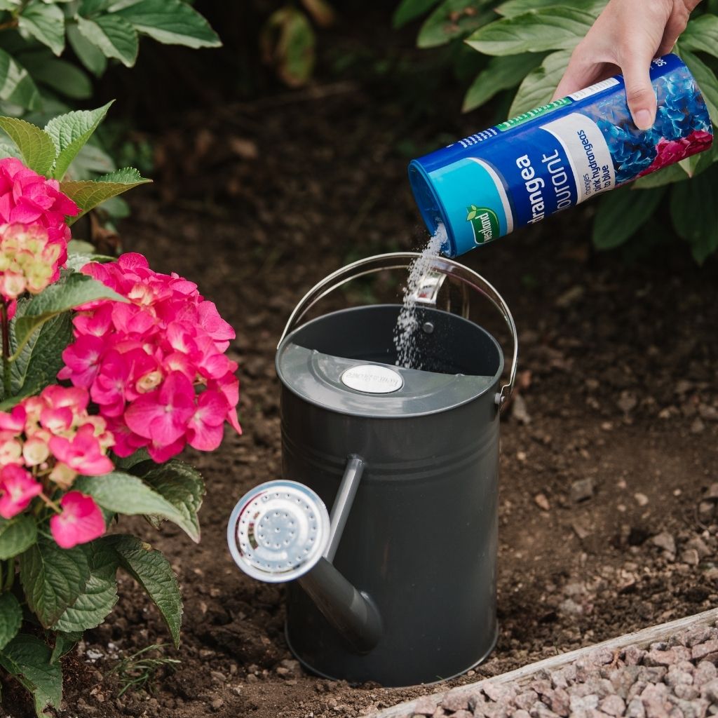 In a garden, someone uses Westland Hydrangea Colourant 500g, adding it to a black watering can near pink hydrangea flowers with the goal of transforming them to blue by acidifying the soil.