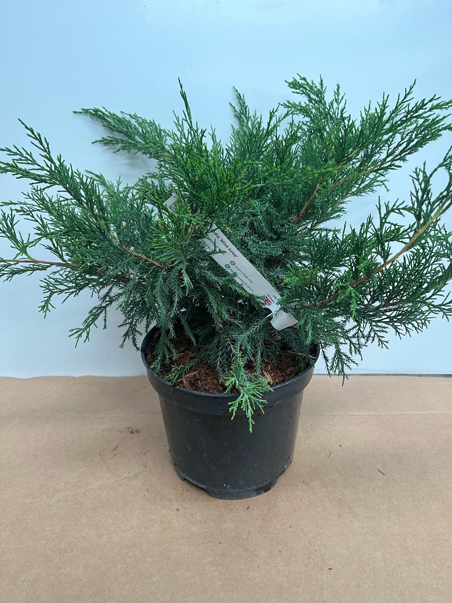 A compact Juniperus x pfitzeriana 'Mint Julep' with vibrant green foliage in a black plastic pot, set against a light background, highlights its easy-care appeal.