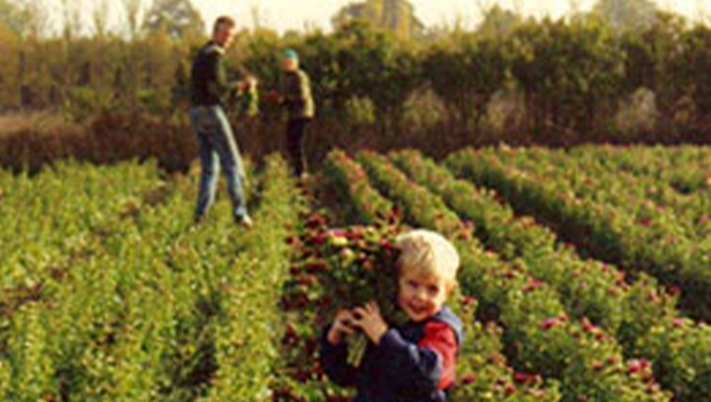 A child in a field holds a bouquet of flowers, with two adults in the background picking more flowers.