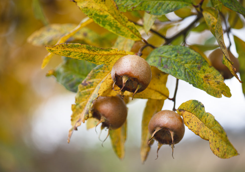 Medlar Trees: A Heritage Choice with Timeless Appeal.