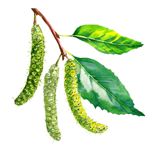 Ornamental trees producing catkins, ideal for diverse and seasonal landscapes