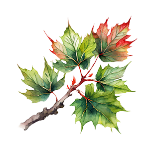 Watercolor painting of a branch with green and red maple leaves.