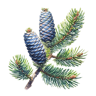 Pine trees producing decorative cones, ideal for ornamental and wildlife gardens