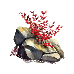 Watercolor painting of a large rock with red berry branches and small leafy green plants growing around it.