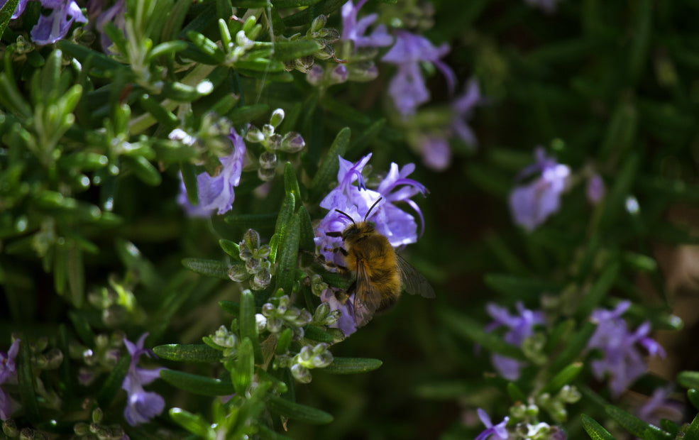 A bee collects nectar from small purple flowers among dense green foliage.