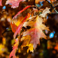 Quercus rubra - Red Oak Tree