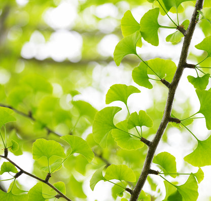 Ginkgo biloba - Maidenhair Tree