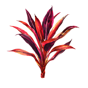 Illustration of a vibrant plant with elongated red and purple leaves arranged in a radial pattern.