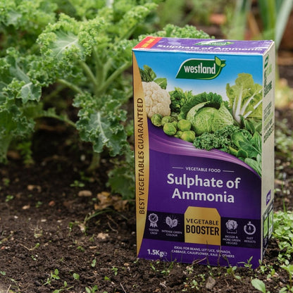 A box of Westland Sulphate of Ammonia 1.5kg, a fantastic vegetable booster, sits on the soil near lush foliage and vibrant leafy green plants in the garden.