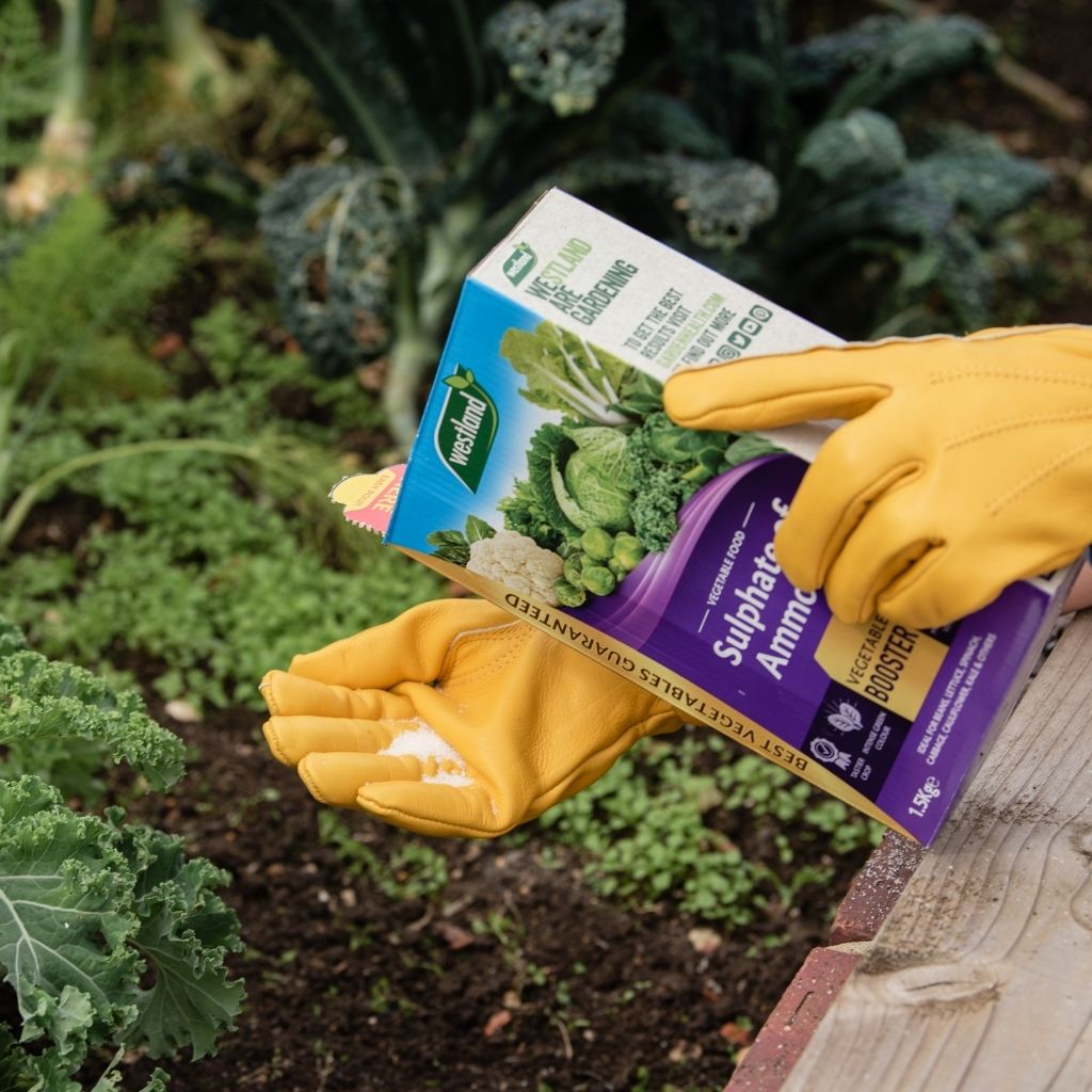 Gloved hands hold a box of Westland Sulphate of Ammonia 1.5kg over a garden bed with leafy greens, offering a vegetable booster enriched with nitrogen and sulphur to promote lush foliage.