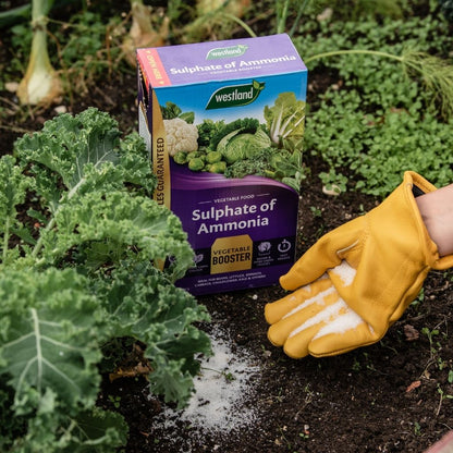 A person wearing yellow gloves is enriching a garden bed with Westland Sulphate of Ammonia 1.5kg fertilizer, enhancing the vibrant leafy greens with vital nitrogen and sulphur for lush foliage.