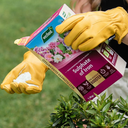 A person wearing yellow gloves carefully pours Westland Sulphate of Iron 1.5Kg from a box onto an ericaceous plant outdoors.