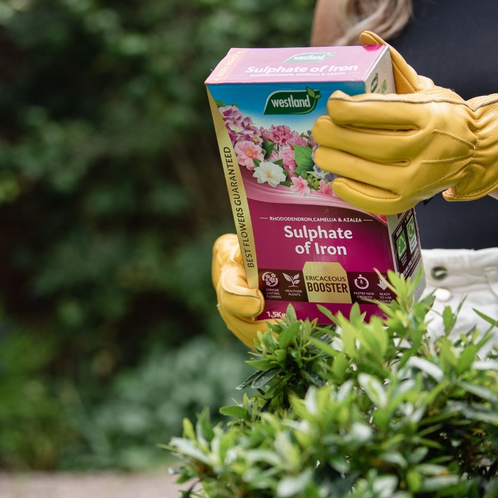 A person wearing yellow gloves holds a 1.5Kg box of Westland Sulphate of Iron, standing near a green shrub in a garden setting, ideal for nurturing ericaceous plants in acidic soil.