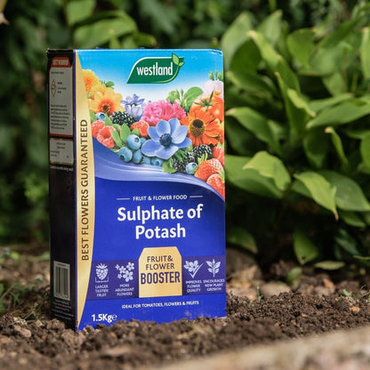 Box of Westland Sulphate of Potash 1.5Kg, a fertiliser high in potassium content for fruit and flowering plants, on soil with green foliage in the background.