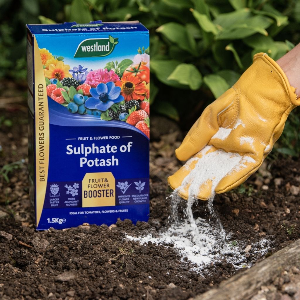 A gloved hand gently spreads Westland Sulphate of Potash 1.5Kg, which is high in potassium, onto the garden soil to support the growth of fruit and flowering plants.