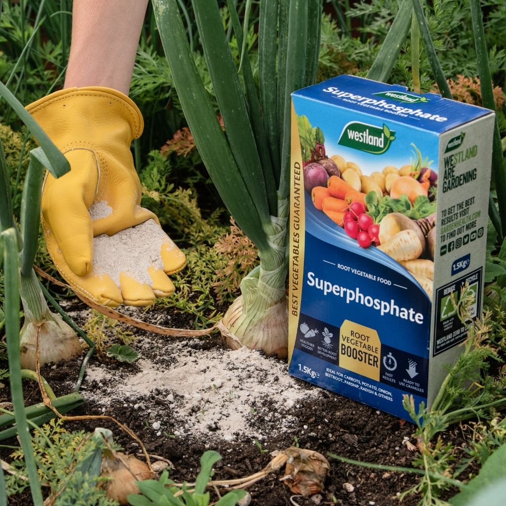 A hand in a yellow glove sprinkles high-phosphorus granular feed next to growing onions in a garden, with a box of Westland Superphosphate 1.5Kg fertilizer visible.